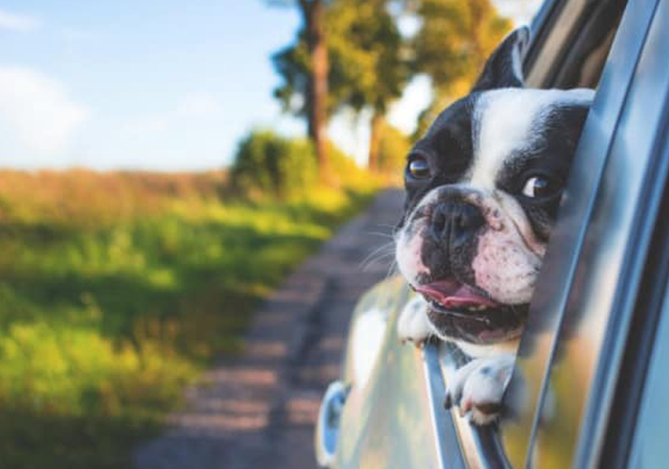 A Guide To Moving With Pets